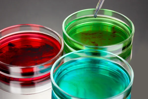 Color liquid in petri dishes on grey background — Stock Photo, Image