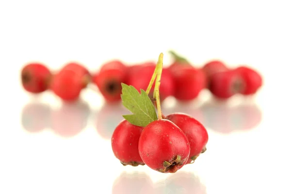 Hawthorn που απομονώνονται σε λευκό φόντο close-up — Φωτογραφία Αρχείου