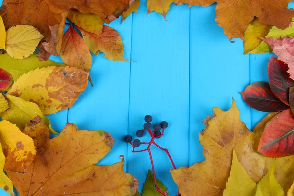 Bright autumn leaves on blue wooden board background — Stock Photo, Image