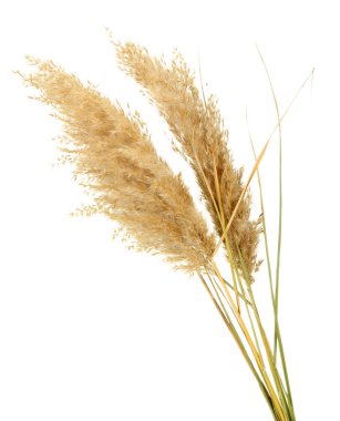 sazlık, üzerinde beyaz izole