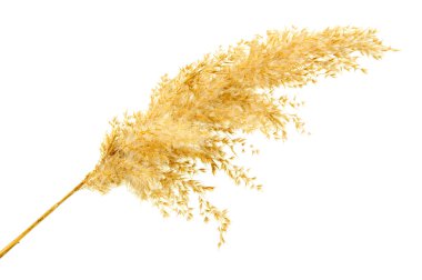 reed, üzerinde beyaz izole