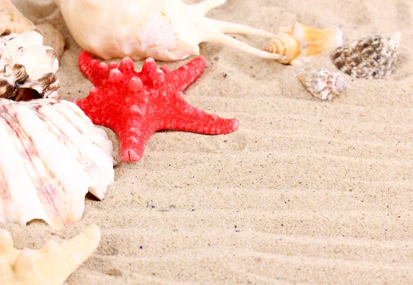 Muscheln und Seesterne im Sand aus nächster Nähe — Stockfoto