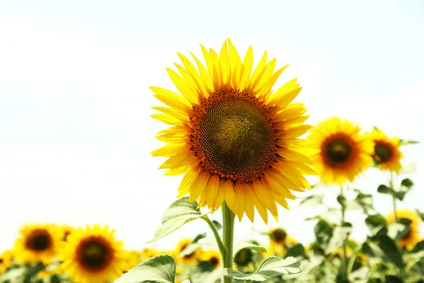 Sunflower field — Stock Photo, Image