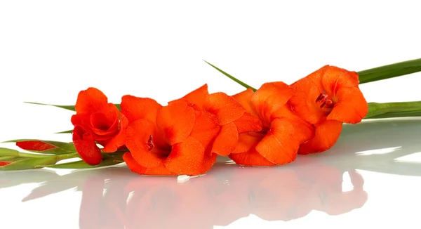 Branch of orange gladiolus on white background close-up — Stock Photo, Image