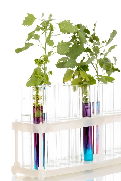 Test-tubes with a colorful solution and the plant isolated on white background close-up — Stock Photo, Image
