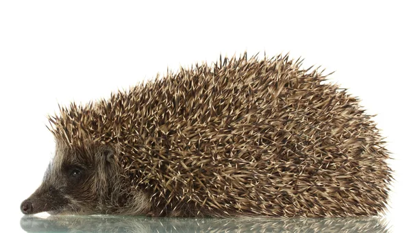 Hedgehog, isolated on white — Stock Photo, Image