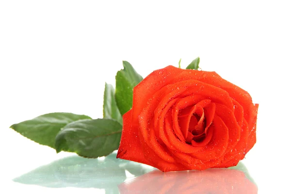 Rosa naranja aislada sobre blanco — Foto de Stock