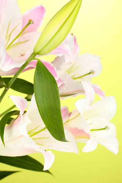Красивая лилия на зеленом фоне — стоковое фото