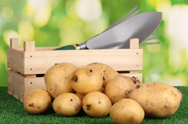 Batatas maduras na grama no fundo natural — Fotografia de Stock