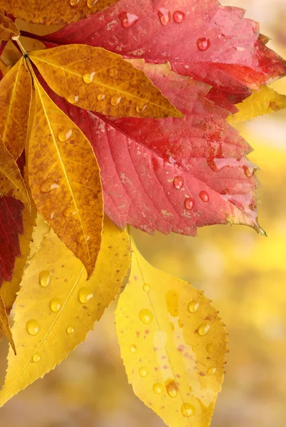 Bladeren en regendruppels — Stockfoto