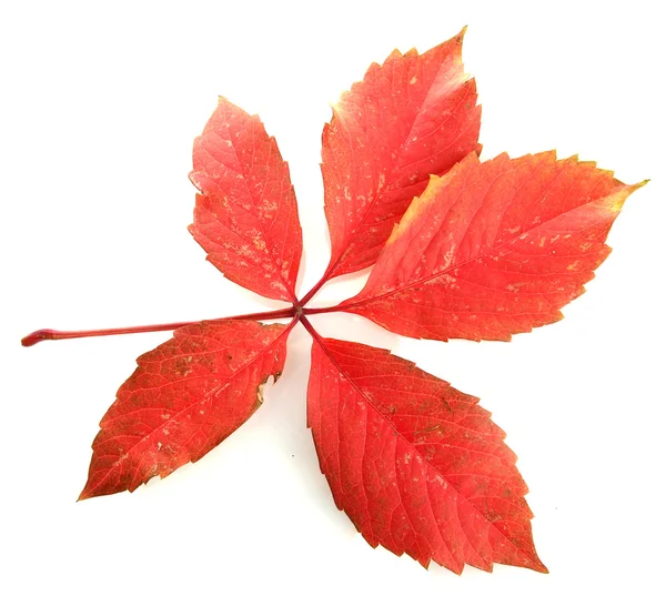 Hoja de otoño brillante, aislado en blanco — Foto de Stock