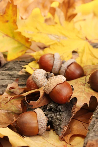 Bellotas marrones sobre hojas de otoño, de cerca — Foto de Stock