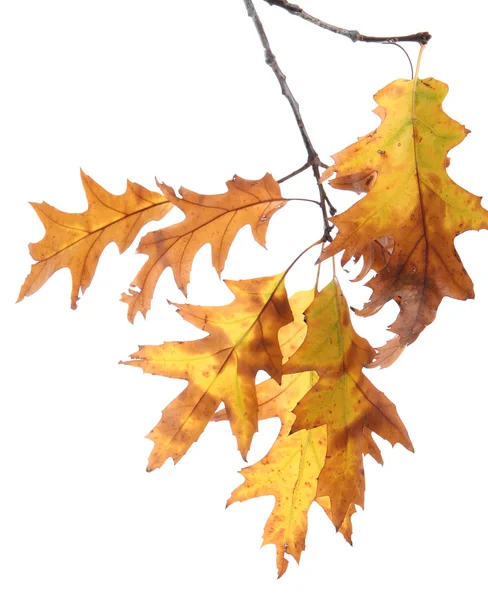 Ramoscello di quercia con foglie giallo autunno, isolato su bianco — Foto Stock