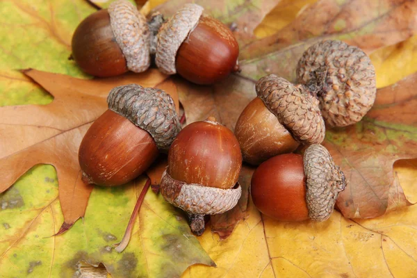 Brown acorns on autumn leaves, close up — Stock Photo, Image