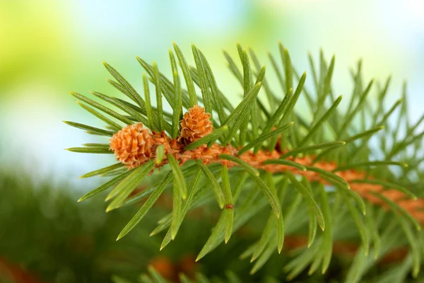 Fir tree branch, on green background — Stock Photo, Image
