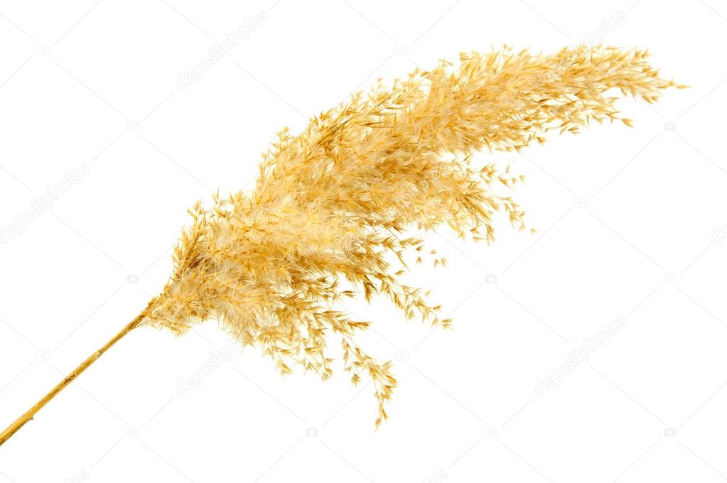 reed, isolated on white