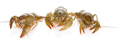 alive crayfishes izole beyaz zemin üzerine