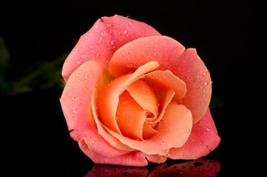 siyah üzerine izole damla gül