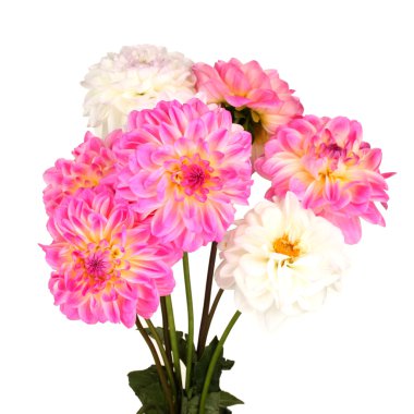 dahilas üzerinde beyaz izole buket