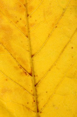 parlak sonbahar yaprak, close up