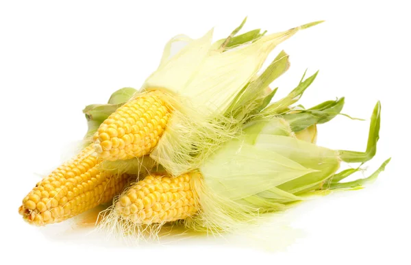 Färsk majs isolerad på vitt — Stockfoto