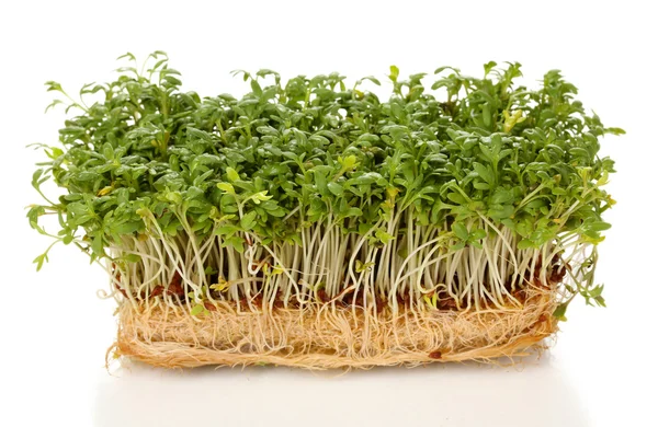 Fresh cress salad isolated on white — Stock Photo, Image
