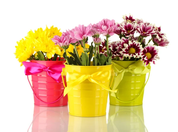 Beautiful bouquet of chrysanthemums in a bright colorful buckets isolated on white — Stock Photo, Image