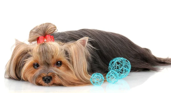 Vackra yorkshire terrier med blå dekorativa bollar isolerad på vit — Stockfoto