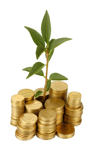 Plant growing out of gold coins isolated on white — Stock Photo, Image