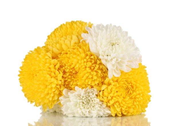 Schöne Chrysantheme isoliert auf weiß — Stockfoto