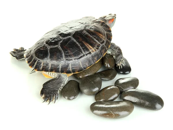 Tortuga oreja roja aislada en blanco — Foto de Stock