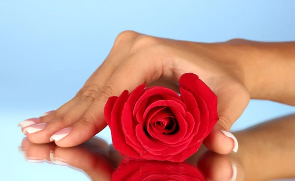 Czerwona róża ręką kobiety na niebieskim tle, szczelnie-do góry — Zdjęcie stockowe