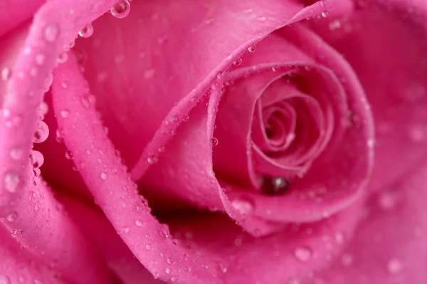 Pink rose with drops isolated on black — Stock Photo, Image