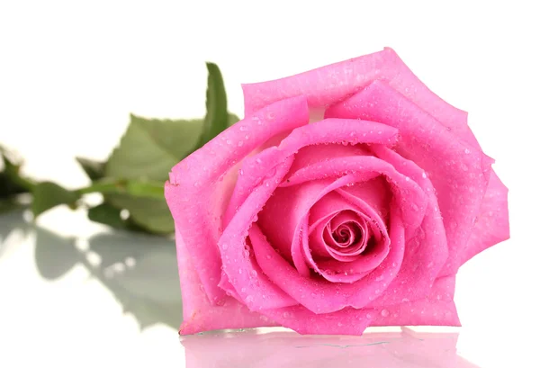 Pink rose with drops isolated on white — Stock Photo, Image