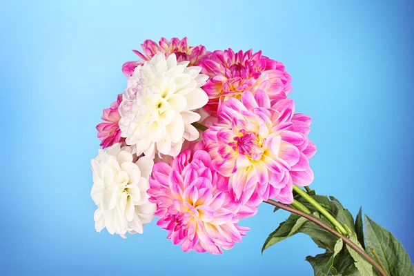 Bouquet of dahilas on color background — Stock Photo, Image