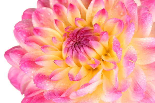 Pink dahlia isolated on white — Stock Photo, Image