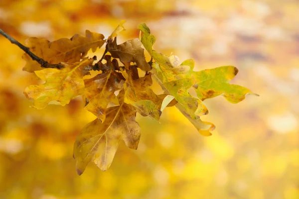 Eichenzweig mit Herbstblättern, auf gelbem Hintergrund — Stockfoto