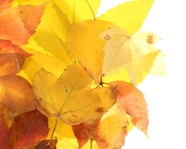 Hojas de otoño brillantes, aisladas en blanco — Foto de Stock