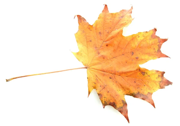 Feuille d'automne brillante, isolée sur blanc — Photo