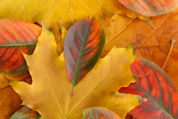 Hojas brillantes de otoño, de cerca — Foto de Stock