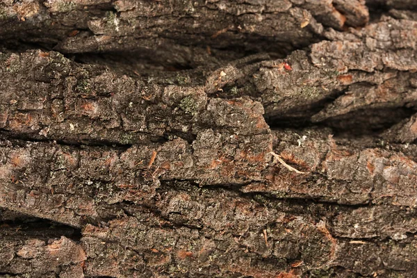 棕色树皮背景 — 图库照片
