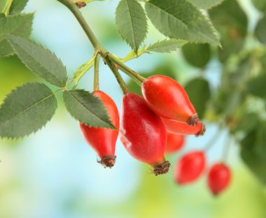 Olgun kalça gül yaprağı, yeşil zemin üzerine şube üzerinde