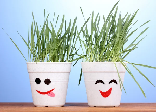 A pots of grass on blue background — Stock Photo, Image