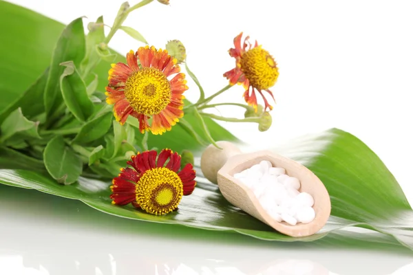 Homeopathic tablets and flower on green leaf isolated on white — Stock Photo, Image