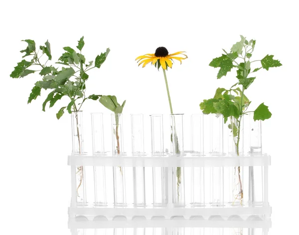 Tubos de ensayo con una solución transparente y la planta aislada sobre fondo blanco —  Fotos de Stock