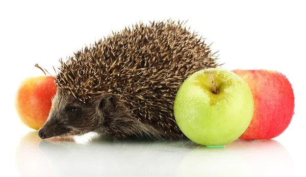 Hedgehog and apples, isolated on white — Stock Photo, Image