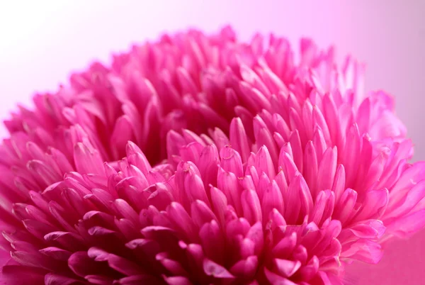 Mooie aster bloem, op roze achtergrond — Stockfoto