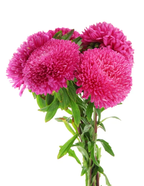 Rosa Aster Blüten, isoliert auf weiß — Stockfoto