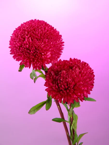 Aster όμορφα λουλούδια, σε ροζ φόντο — Φωτογραφία Αρχείου