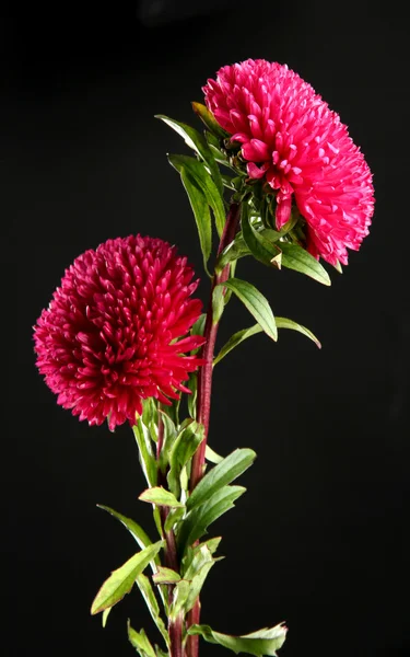 Beautiful aster flowers, on black background — Stock Photo, Image